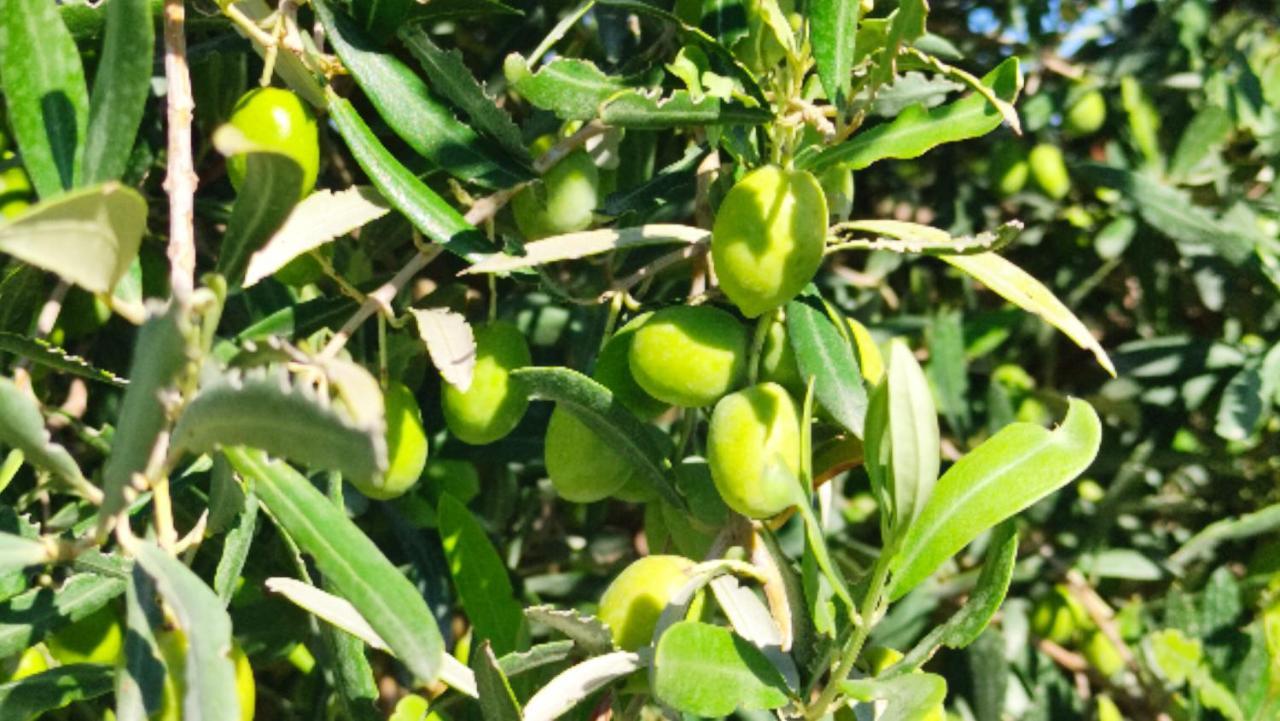 فيلا Le Zagare Di Vendicari Lido di Noto المظهر الخارجي الصورة