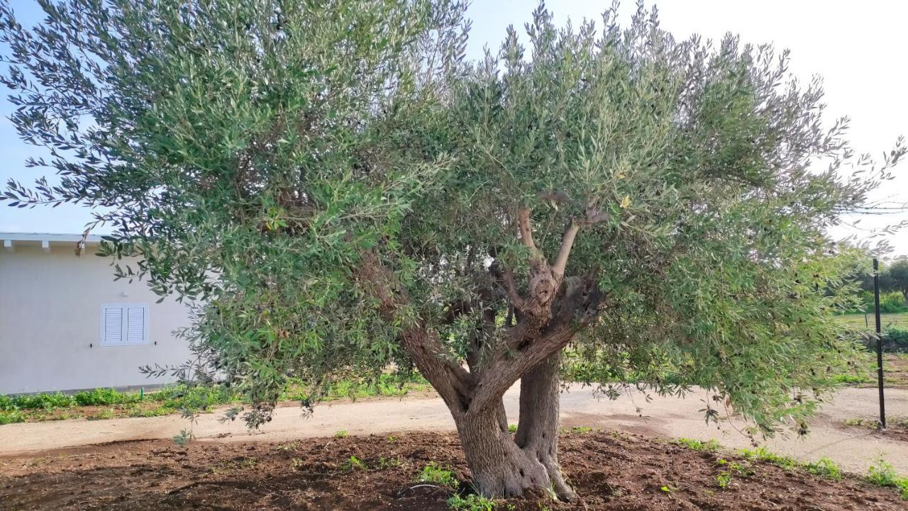 فيلا Le Zagare Di Vendicari Lido di Noto المظهر الخارجي الصورة